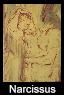 Narcissus
